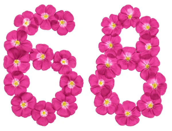 Arabic Numeral Sixty Eight Pink Flowers Flax Isolated White Background — Stock Photo, Image