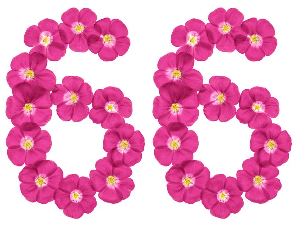 Арабські Цифри Шістьдесят Шість Від Рожеві Квіти Льону Ізольовані Білому — стокове фото