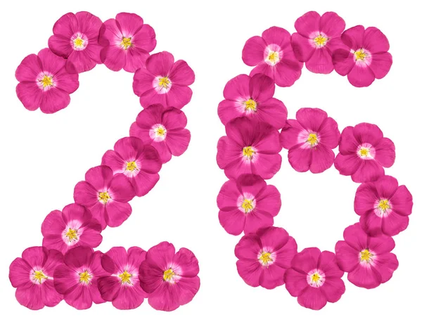 Arabic Numeral Twenty Six Pink Flowers Flax Isolated White Backgroun — Stock Photo, Image