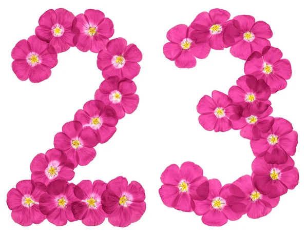 Arabic Numeral Twenty Three Pink Flowers Flax Isolated White Backgroun — Stock Photo, Image