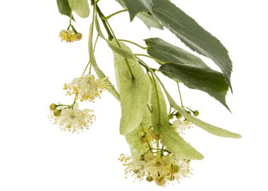 Çiçek ve yaprakları linden, beyaz arka plan üzerinde izole