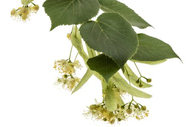 Çiçek ve yaprakları linden, beyaz arka plan üzerinde izole