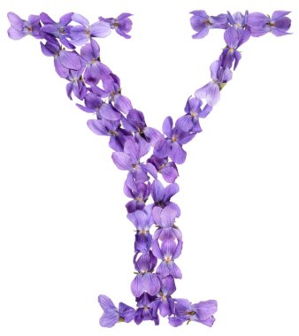 Violet, çiçekleri gelen alfabesinden Y harfi izole beyaz arka plan üzerinde