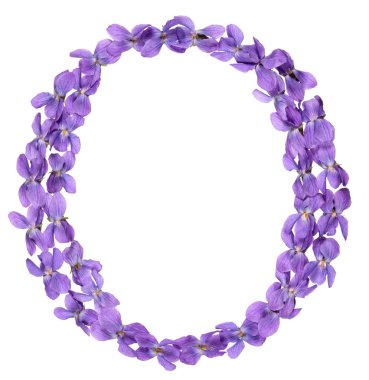 Violet, çiçekleri gelen alfabesinden O harfi izole beyaz arka plan üzerinde