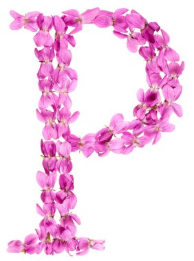 Violet, çiçekleri gelen alfabesinden P harfi izole beyaz arka plan üzerinde