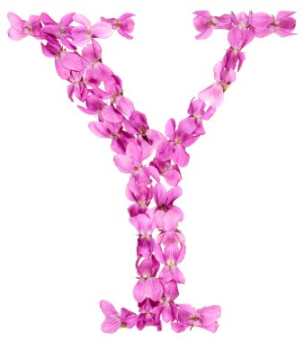 Violet, çiçekleri gelen alfabesinden Y harfi izole beyaz arka plan üzerinde