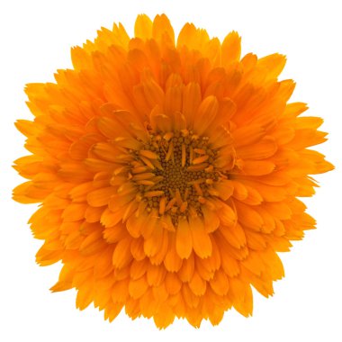 Beyaz arka plan üzerinde izole calendula, çiçek
