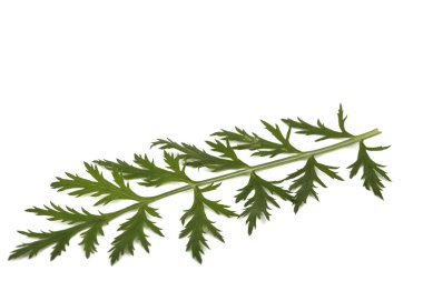 Yaprak ve kök beyaz arka plan üzerinde izole böcek çiçek