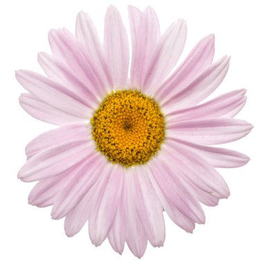 Çiçek, böcek, üzerinde beyaz adam izole