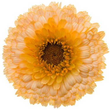 Beyaz arka plan üzerinde izole calendula, çiçek