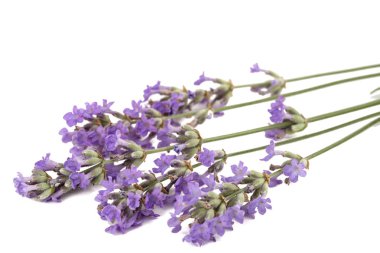 Beyaz arkaplanda yalıtılmış mor lavanta çiçekleri