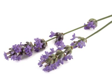 Beyaz arkaplanda yalıtılmış mor lavanta çiçekleri