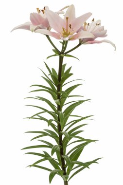 Pembe zambak çiçeği, beyaz arka planda izole.