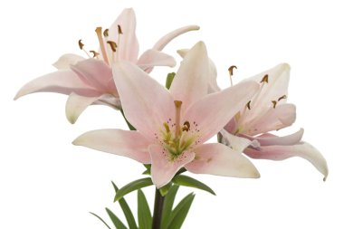 Pembe zambak çiçeği, beyaz arka planda izole.