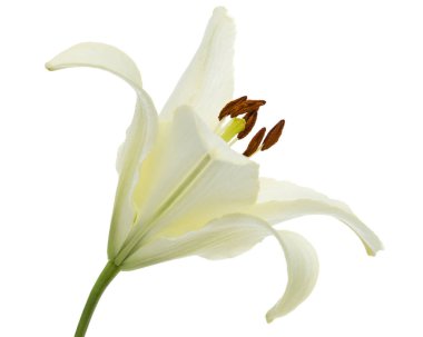 Beyaz zambak çiçeği, beyaz arkaplanda izole.