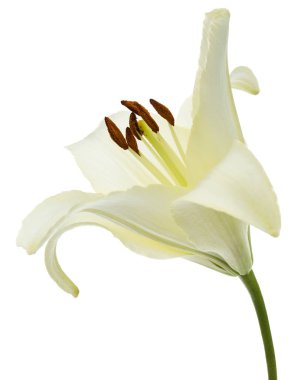 Beyaz zambak çiçeği, beyaz arkaplanda izole.