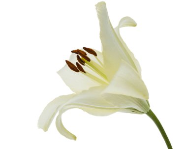 Beyaz zambak çiçeği, beyaz arkaplanda izole.