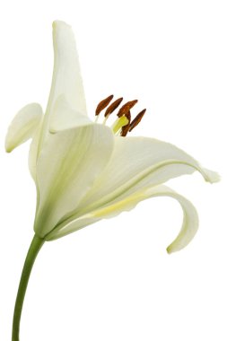 Beyaz zambak çiçeği, beyaz arkaplanda izole.