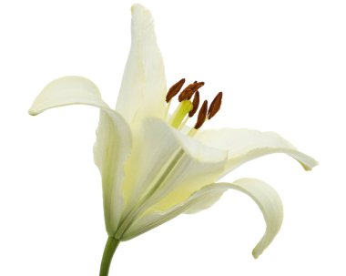 Beyaz zambak çiçeği, beyaz arkaplanda izole.