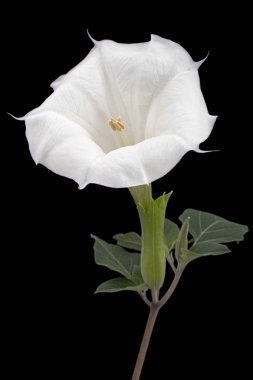 Datura çiçeği, ot, stramonyum, dikenli elma, yosun, siyah arka planda izole edilmiş.
