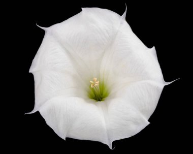 Datura çiçeği, ot, stramonyum, dikenli elma, yosun, siyah arka planda izole edilmiş.