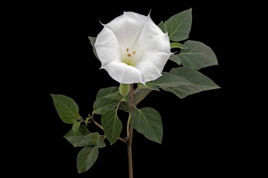 Datura çiçeği, ot, stramonyum, dikenli elma, yosun, siyah arka planda izole edilmiş.