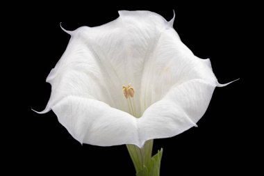 Datura çiçeği, ot, stramonyum, dikenli elma, yosun, siyah arka planda izole edilmiş.