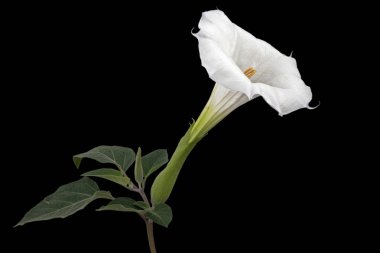 Datura çiçeği, ot, stramonyum, dikenli elma, yosun, siyah arka planda izole edilmiş.