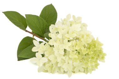 Flowers of hydrangea, isolated on white background clipart