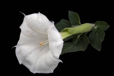 Datura çiçeği, ot, stramonyum, dikenli elma, yosun, siyah arka planda izole edilmiş.