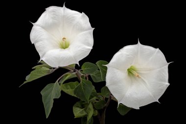 Datura çiçeği, ot, stramonyum, dikenli elma, yosun, siyah arka planda izole edilmiş.