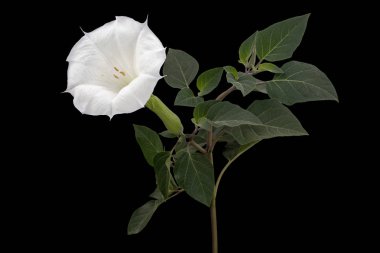 Datura çiçeği, ot, stramonyum, dikenli elma, yosun, siyah arka planda izole edilmiş.