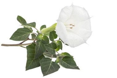 Datura çiçek, uyuşturucu, tatula, diken-elma, jimsonweed, beyaz arka plan üzerinde izole