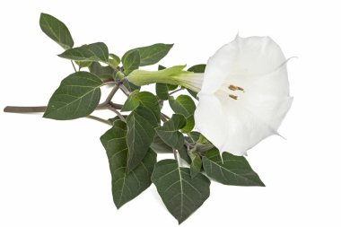 Datura çiçek, uyuşturucu, tatula, diken-elma, jimsonweed, beyaz arka plan üzerinde izole