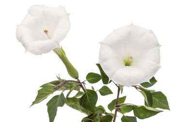 Datura çiçek, uyuşturucu, tatula, diken-elma, jimsonweed, beyaz arka plan üzerinde izole