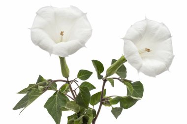 Datura çiçek, uyuşturucu, tatula, diken-elma, jimsonweed, beyaz arka plan üzerinde izole