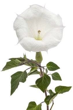 Datura çiçek, uyuşturucu, tatula, diken-elma, jimsonweed, beyaz arka plan üzerinde izole