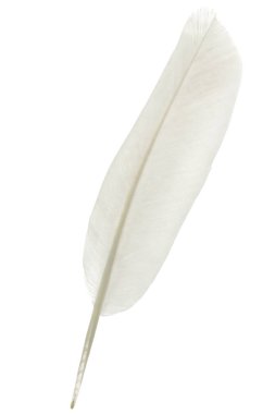 Kuş tüyü beyaz arkaplanda izole edildi