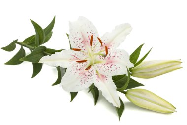 Beyaz zambak çiçeği, beyaz arkaplanda izole.