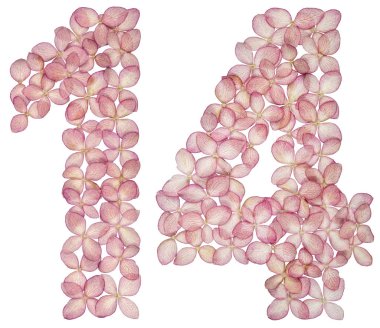 Arapça rakamı 14, on dört, beyaz arka plan üzerinde izole ortanca çiçekleri gelen