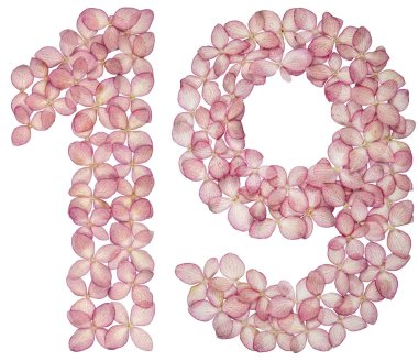 Arapça rakamı 19, on dokuz, beyaz arka plan üzerinde izole ortanca çiçekleri gelen