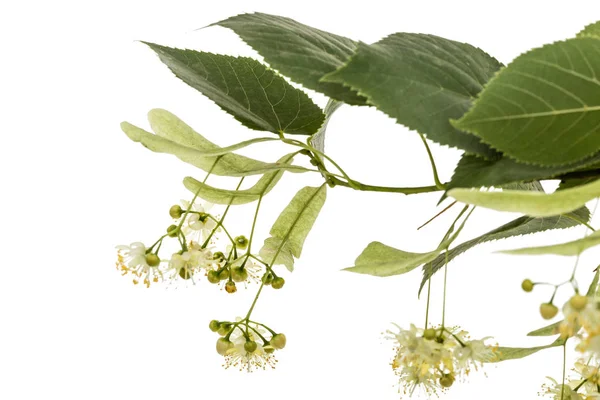 Fleurs Feuilles Tilleul Isolées Sur Fond Blanc — Photo