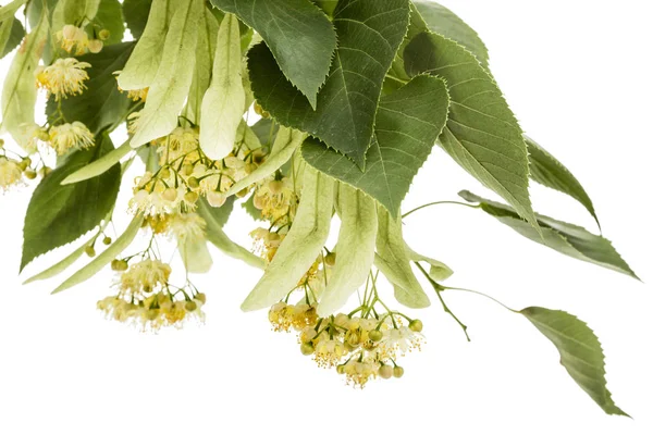 Flores Hojas Tilo Aisladas Sobre Fondo Blanco —  Fotos de Stock