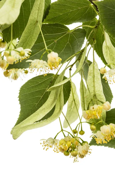 Цветы Листья Липы Изолированные Белом Фоне — стоковое фото
