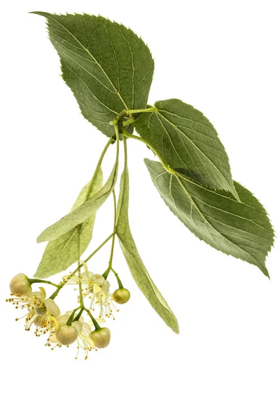 Flores Hojas Tilo Aisladas Sobre Fondo Blanco — Foto de Stock