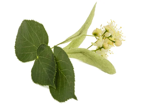 Flores Hojas Tilo Aisladas Sobre Fondo Blanco —  Fotos de Stock