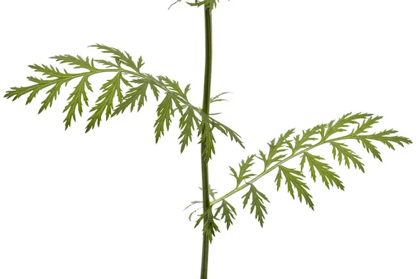 除虫菊の花は 白い背景で隔離の幹と葉 — ストック写真