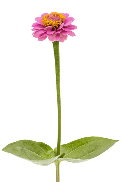 Flor Zinnia Isolada Sobre Fundo Branco — Fotografia de Stock