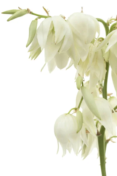 Цветок Юкки Изолированный Белом Фоне — стоковое фото