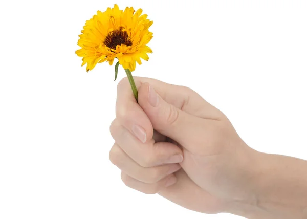 Mano Una Donna Tiene Fiore Calendula Isolato Sfondo Bianco — Foto Stock